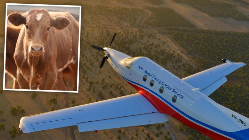 A Royal Flying Doctor Service plane hit a cow while landing in the Pilbara.