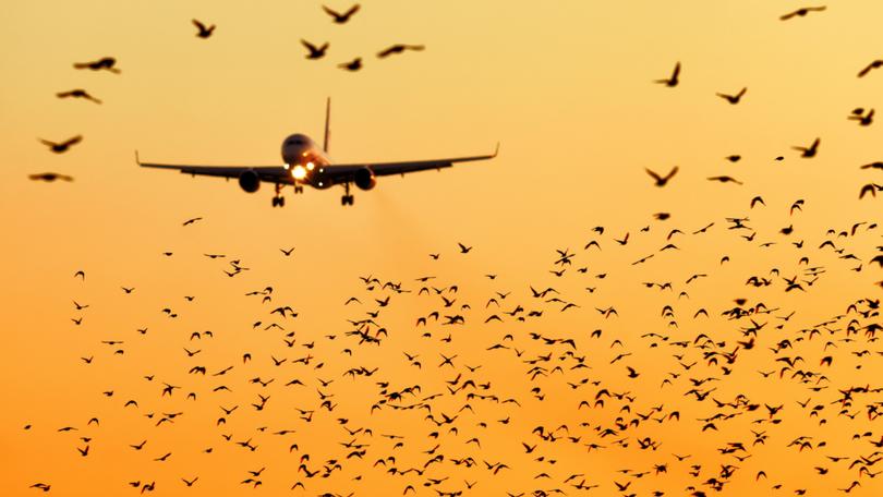 modern passenger jet engine aircraft landing to airport runway at dusk on background with huge bunch of birds dangerously crossing glideslope on foreground nature transportation birds strike close