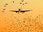 modern passenger jet engine aircraft landing to airport runway at dusk on background with huge bunch of birds dangerously crossing glideslope on foreground nature transportation birds strike close