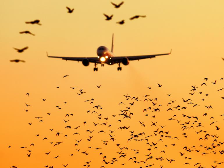 modern passenger jet engine aircraft landing to airport runway at dusk on background with huge bunch of birds dangerously crossing glideslope on foreground nature transportation birds strike close