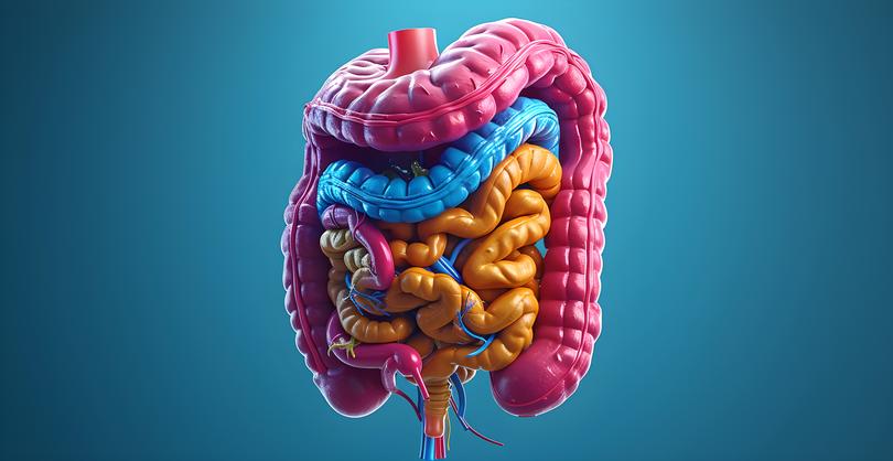 A 3D rendered illustration of a human anatomy Digestive System. 