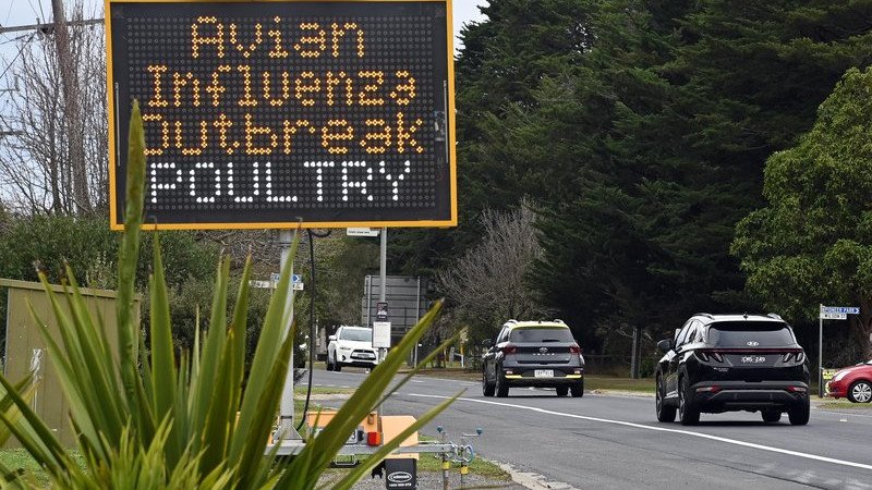 Another farm in the Hawkesbury district has detected the deadly H7N8 strain of bird flu. (DEPARTMENT OF ENERGY, ENVIRONMENT AND CLIMATE ACTION)