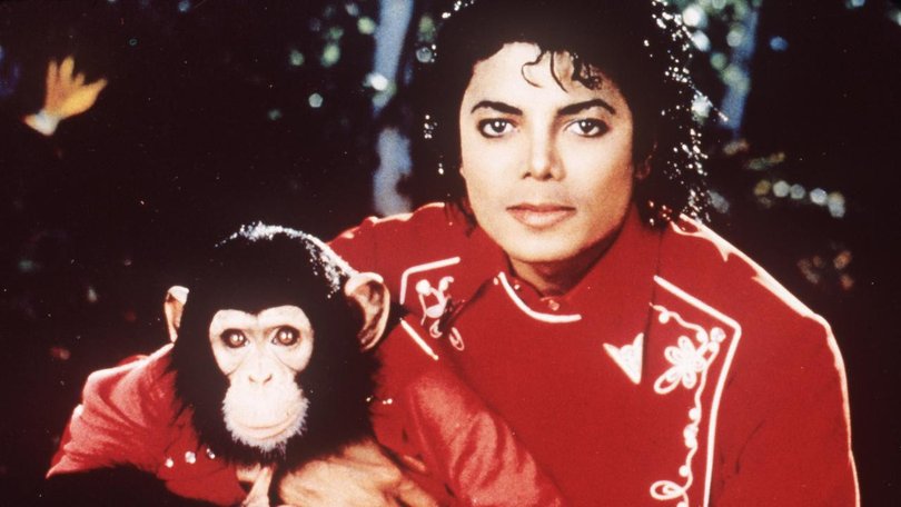 Michael Jackson rescued Bubbles the chimpanzee from a Texas research facility in the 1980s. (AP PHOTO)