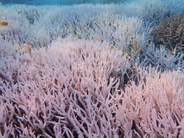 UNESCO has told Australia to ramp up its climate change targets if it wants to save the Great Barrier Reef.