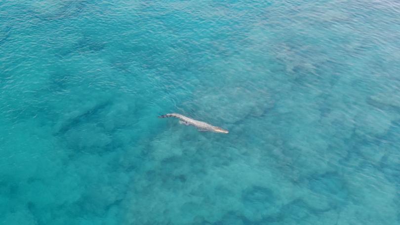 A saltwater crocodile has closed down Cable Beach to swimmers.