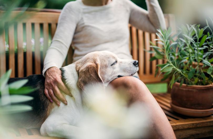 Caring for elderly pets can have its challenges. 