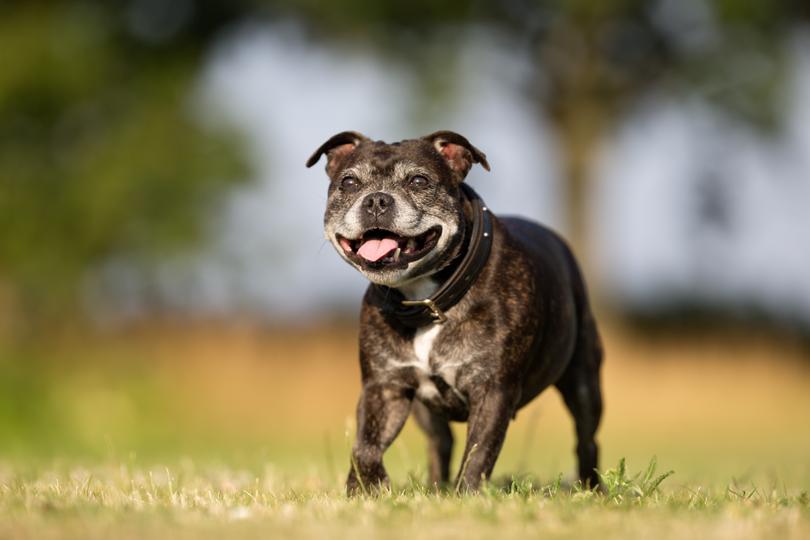 Caring for elderly pets has its challenges.