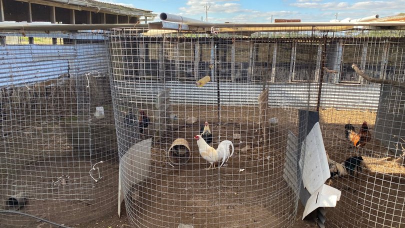 RSPCA team leader Shannon Walsh said cockfighting birds are often housed in substandard conditions.