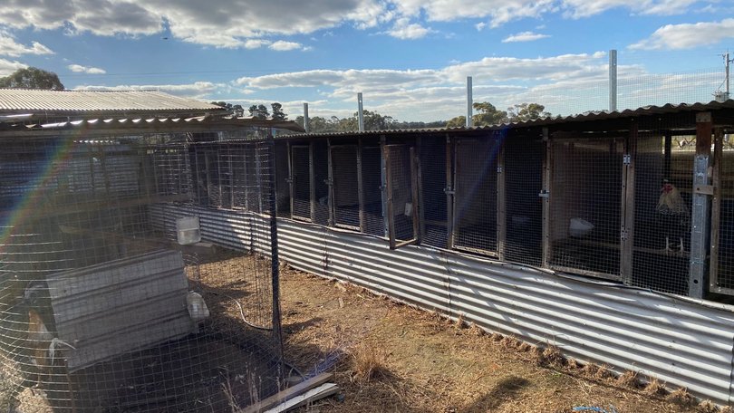 Investigating teams found 48 birds in cages and an area used as a cockfighting ring.