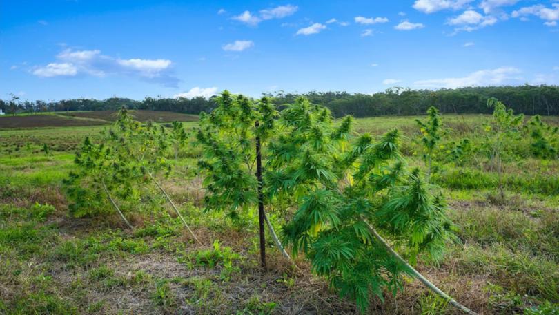 A licensed medicinal cannabis farm on the Central Coast has hit the market with an asking price of $10 million.