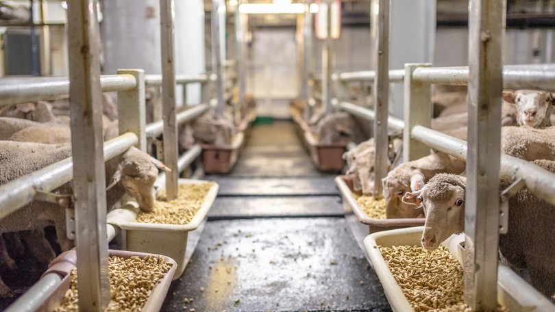 Sheep on a live export ship.