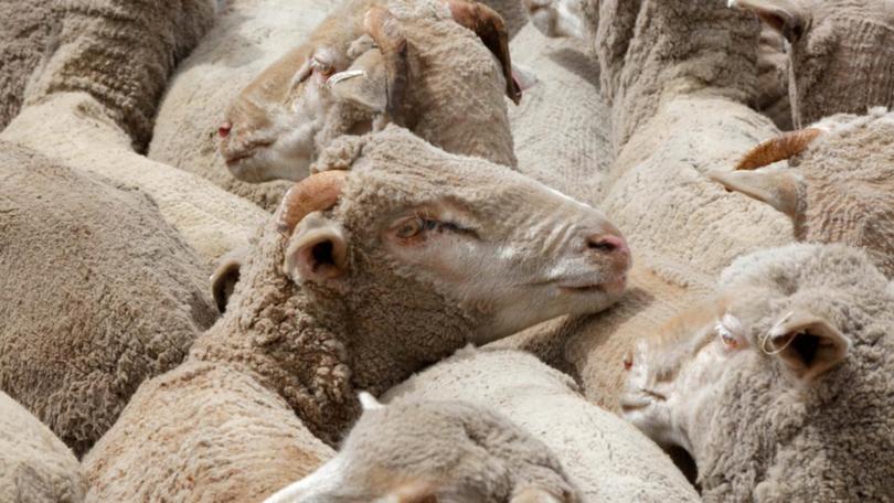 Australia will end live sheep exports via sea by May 2028 after legislation passed the Senate.