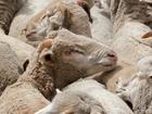 Australia will end live sheep exports via sea by May 2028 after legislation passed the Senate.