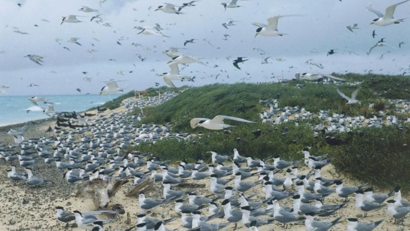 Michaelmas Cay is an important seabird breeding area on the Great Barrier Reef.