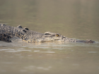 A 12-year-old girl was on holiday with her family when she is believed to have been attacked by a crocodile while swimming in a creek in the NT.
