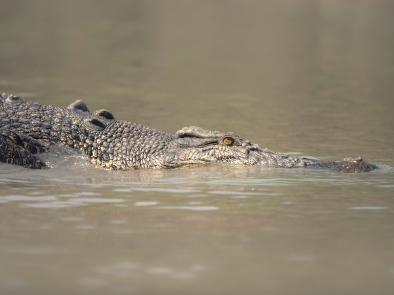 A 12-year-old girl was on holiday with her family when she is believed to have been attacked by a crocodile while swimming in a creek in the NT.