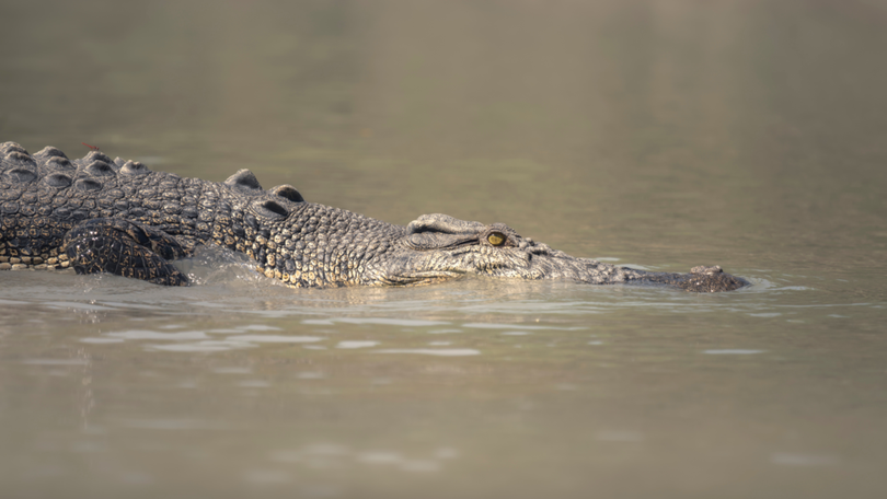 A 12-year-old girl was on holiday with family when she is believed to have been attacked by a crocodile. File image.