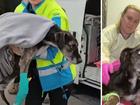 A Staghound has been rescued after he was found weighing just 12 kilograms and dumped on hard rubbish in Melbourne.