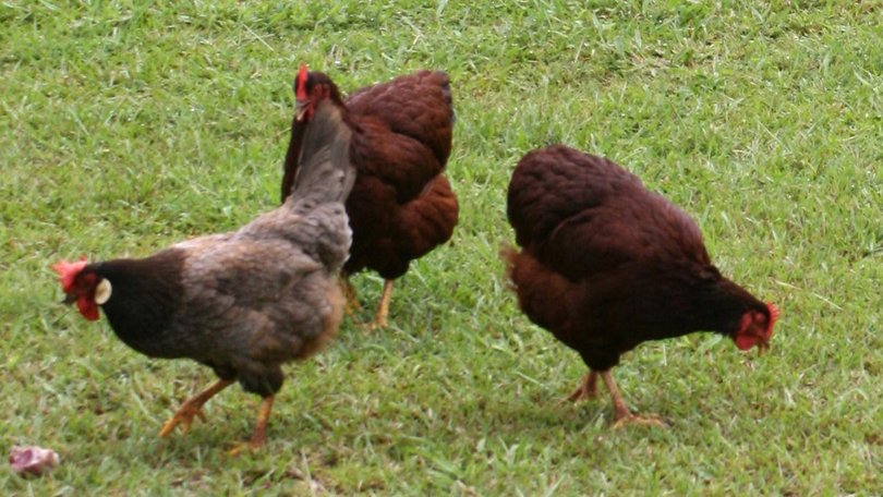 Chickens in a Canberra yard are the second detection of a bird flu strain in the nation's capital. (Steve Gray/AAP PHOTOS)