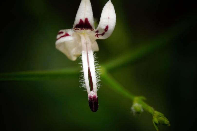 flower, andrographis paniculata, herb