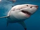 Surviving a shark attack is about avoiding places where sharks could be and reacting correctly if a shark approaches.