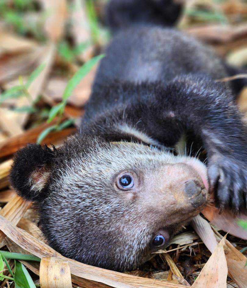 Some of the moon bear cubs from a record rescue in Laos in March 2023, safe at the Free The Bears sanctuary in Luang Prabang.