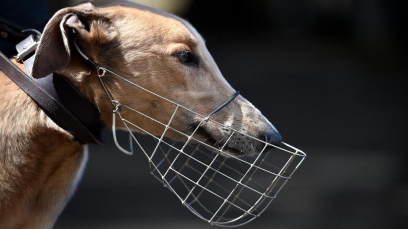 The head of NSW greyhound racing industry's governing body has resigned.