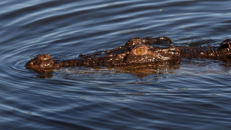 A crocodile that took a boy was shot by rangers on Sunday and resurfaced two days later. (Dean Lewins/AAP PHOTOS)