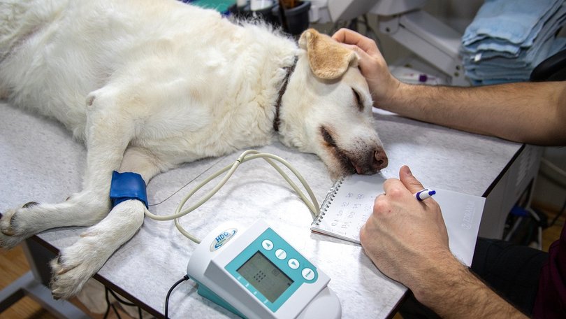 Owners are paying big bucks in vet treatment for their beloved pets.