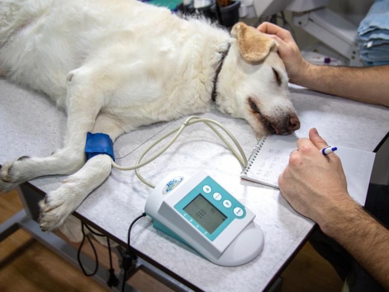 Owners are paying big bucks in vet treatment for their beloved pets.