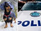 A 43-year-old Girrawheen woman has been charged with animal cruelty after allegedly trying to insert a bag of meth into her miniature dachshund’s anus.