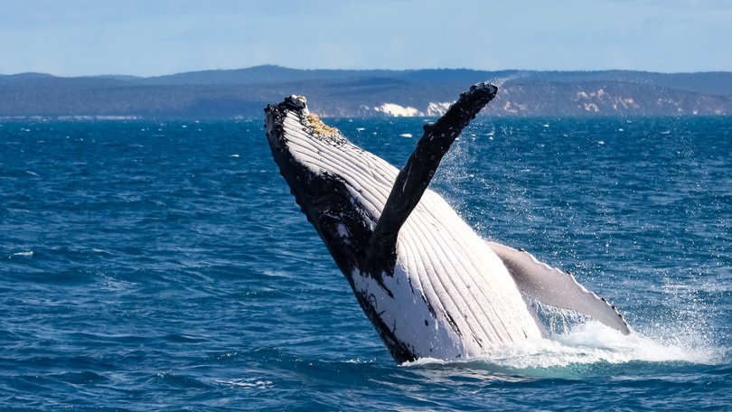 Two boaties have been seriously hurt after a whale hit their vessel.