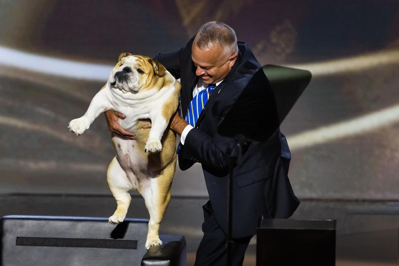 An aide carries Babydog to a chair on the stage.