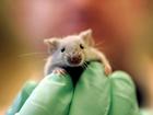 Mice have had their life extended using a new drug.