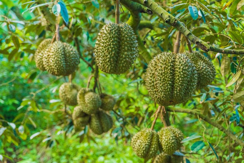 A durian tree.