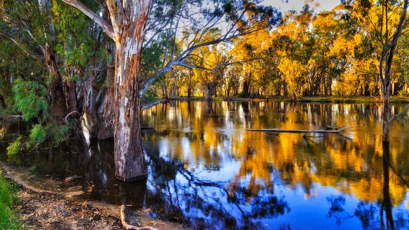 Tragically, the man’s body was located in dense bushland near the Murrumbidgee River.