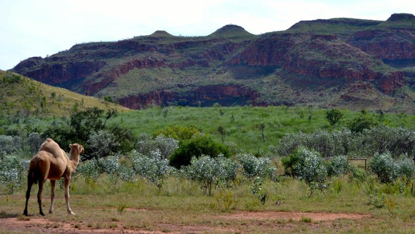 Emergency services are rushing to the scene of a helicopter crash in the Kimberley