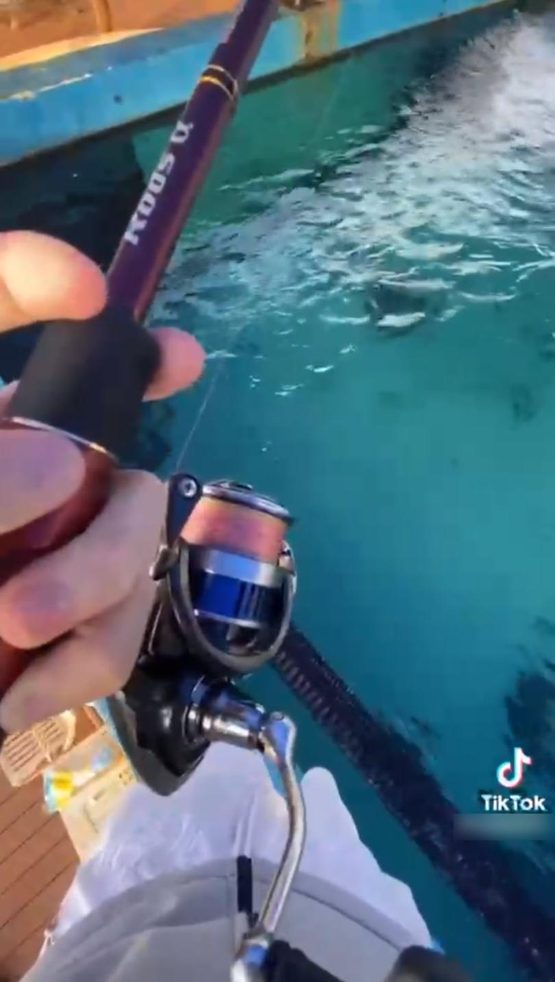 A video posted to TikTok earlier this week — which has since been deleted — showed at least one juvenile male trying to reel in marine life at AQWA, in Hillarys.