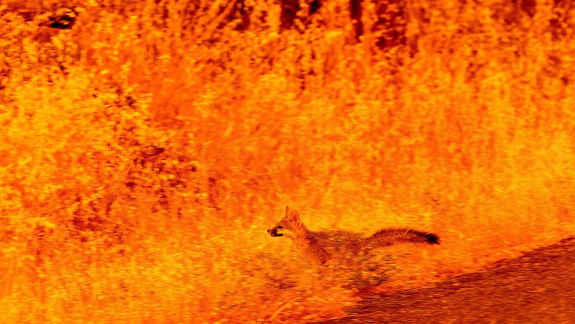 An fox tries to flee the flames of The Park fire raging across California.