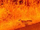 An fox tries to flee the flames of The Park fire raging across California.