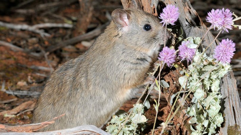 The stick-nest rat is one of the few native animals worldwide benefiting from invasive weeds. (HANDOUT/FLINDERS UNIVERSITY, UNIVERSITY OF ADELAIDE)