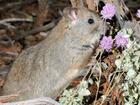 The stick-nest rat is one of the few native animals worldwide benefiting from invasive weeds. (HANDOUT/FLINDERS UNIVERSITY, UNIVERSITY OF ADELAIDE)