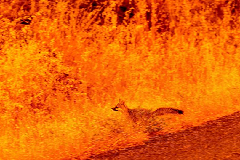 An fox tries to flee the flames of The Park fire raging across California.