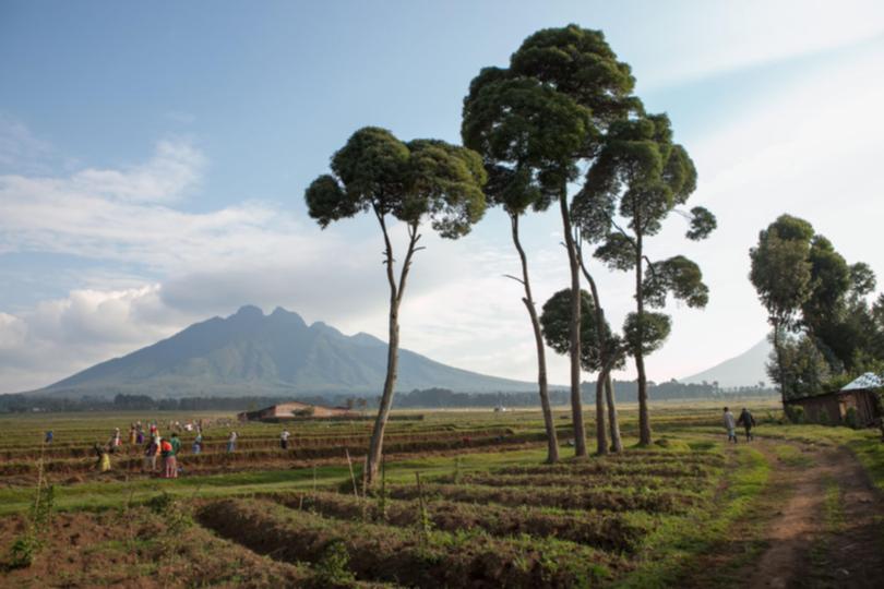 A group of farmers tend to crops in an open field that sits near a volcano in Volcanoes National Park, Rwanda. 