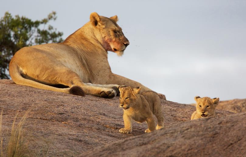 My friend Filbert Mnzava takes me to see this family of lions early in the morning. When the light comes comes, the lions come out too.