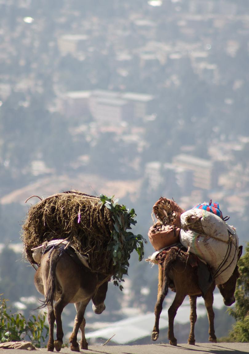 Donkeys with loads walking home alone on a high road overlooking Addis Ababa, Ethiopia - home of the world’s largest donkey population.