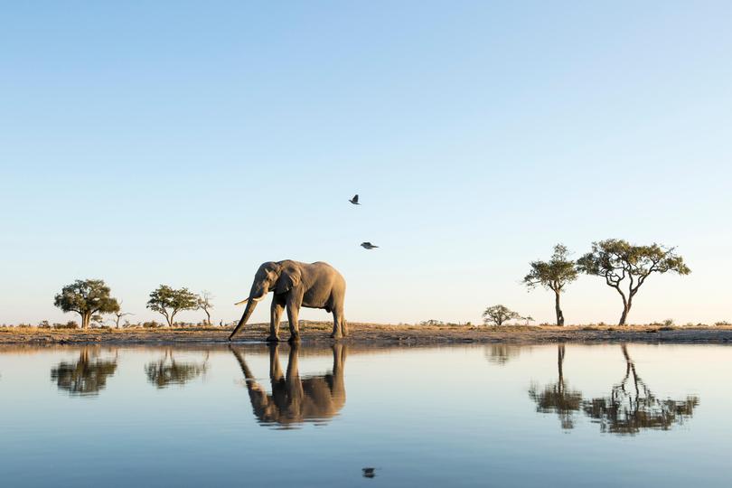 Africa, Botswana, Chobe National Park, African Elephant (Loxodonta africana) stands at edge of water hole in Savuti Marsh Paul Souders