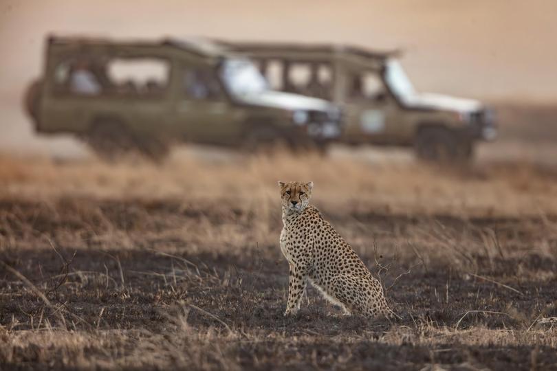 The great number of safari tours will give you a chance to see some of the big cats.