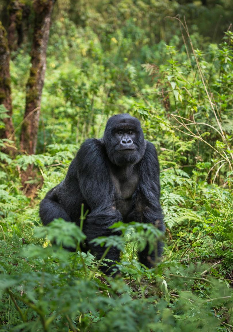 Seeing a gorilla in the wild is a once-in-a-lifetime experience.