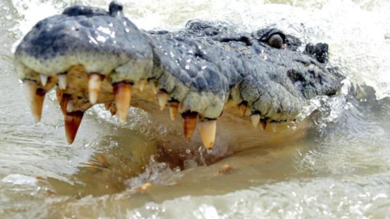 A push to make crocodile hunting legal in Queensland has been ruled out due to a technicality. (Alan Porritt/AAP PHOTOS)